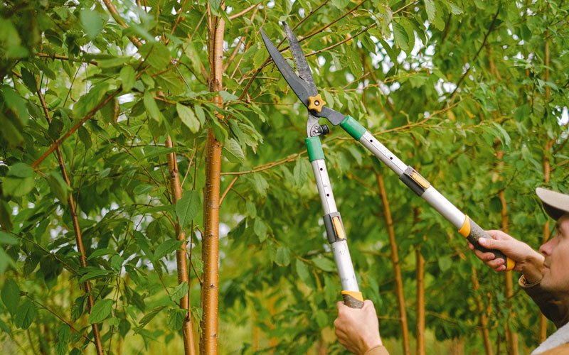 Tree trimming in Marcola, OR